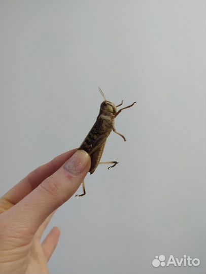 Кормовые насекомые