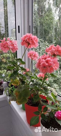 Комнатные цветы