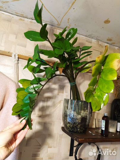 Замиокулькас