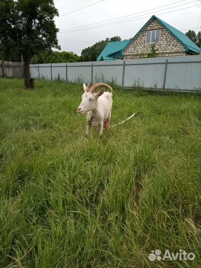 Коза