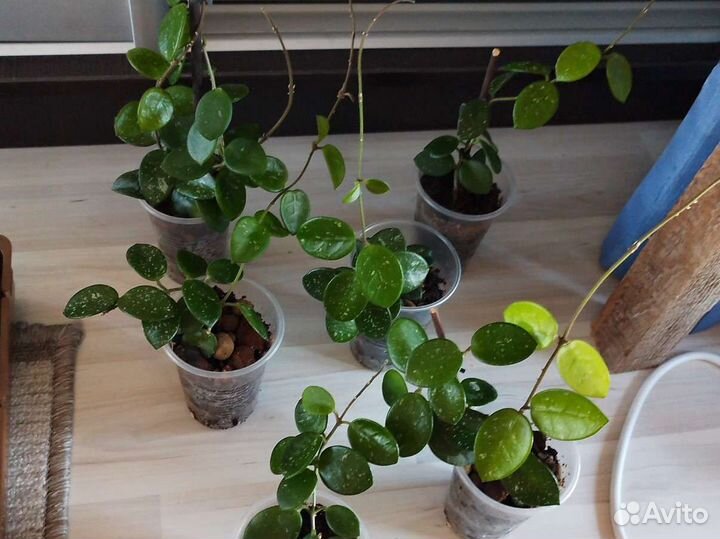 Хойи и арбузная пеперомия