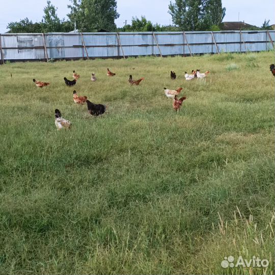 Куры домашние