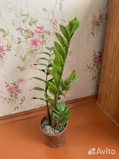 Замиокулькас