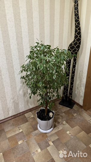 Фикус бенджамина большой