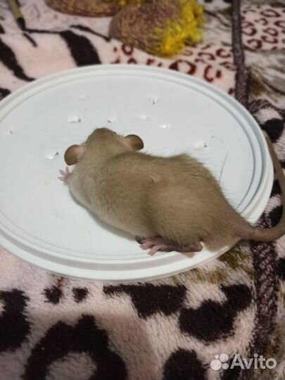 Крысята дамбо