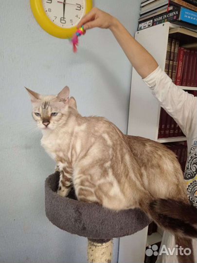 Бенгальская кошка в добрые руки