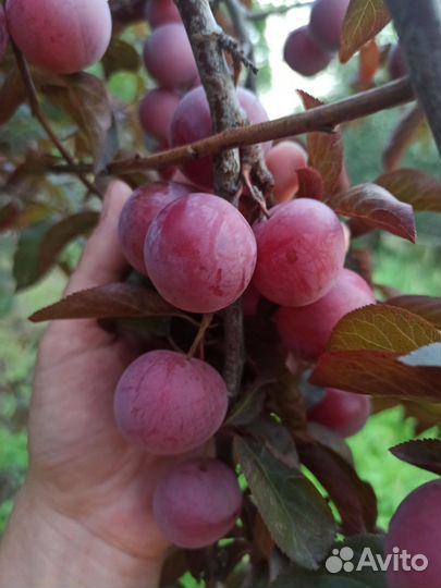 Алыча красная крупная