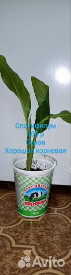 Цветы для дома