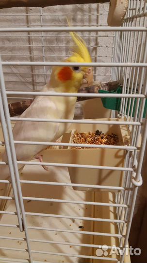 Попугай корелла