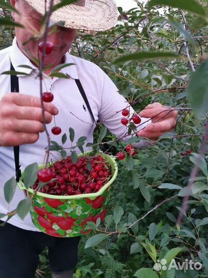 Вишня Владимировская(Саженцы)