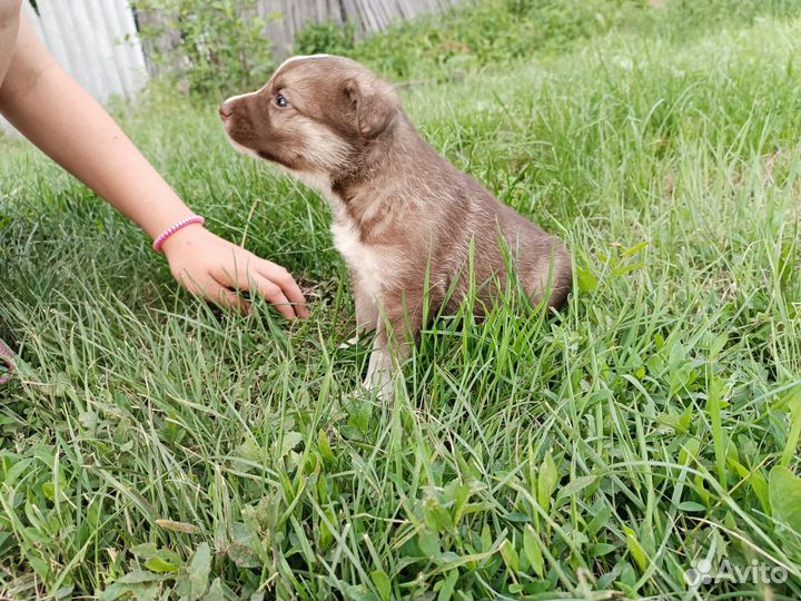Щенок в добрые руки