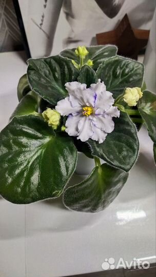 Сортовые фиалки цветущие