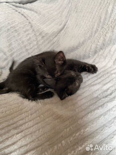 Котята отдам в добрые руки бесплатно
