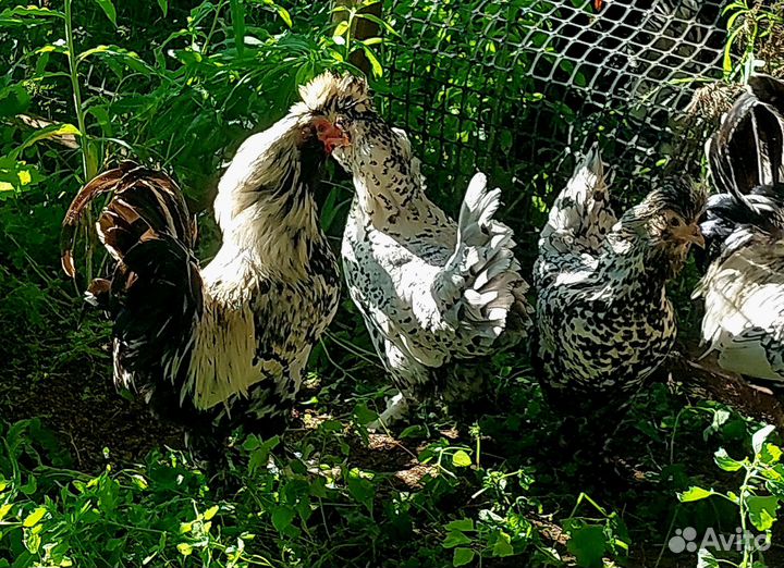 Семья кур Плимутрок, Амрокс, Павловская