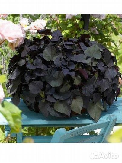 Ипомея батат