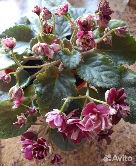 Сортовые фиалки