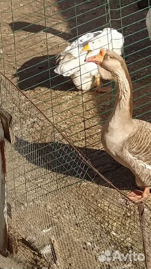 Холмогор гусак