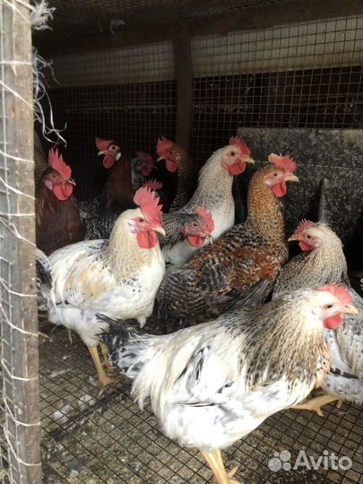 Куры несушки