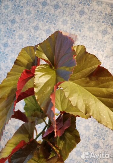 Бегония Коралловая