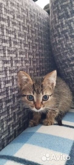 Котёнок самый лучший в мире