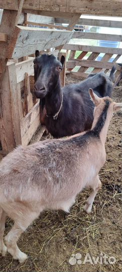 Козы дойные