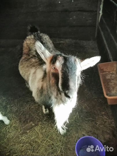 Альпийская коза и козел