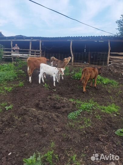 Одна телка, три бычка