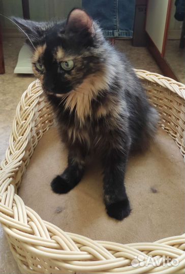 Кошка бесплатно