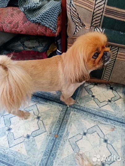 Щенки пекинеса