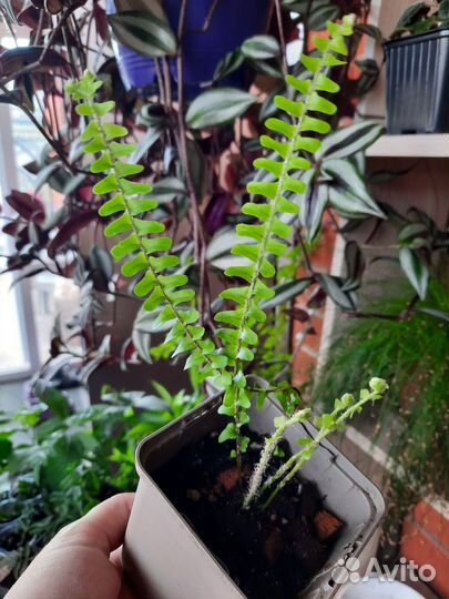 Папоротник cordifolia handy редкость