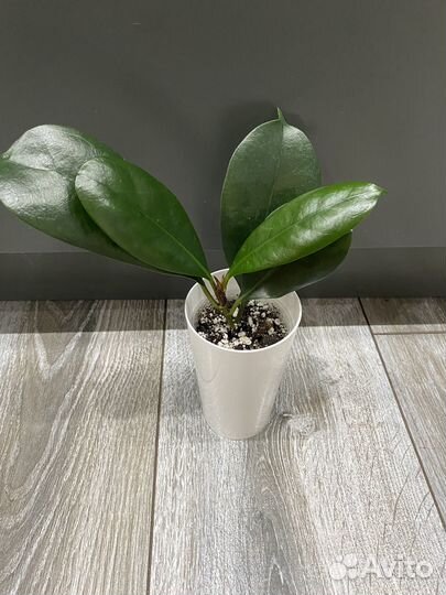 Фикус циатистипула