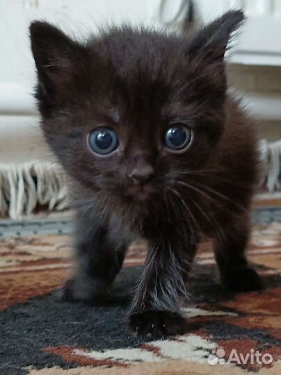 Котята в добрые руки, читайте описание