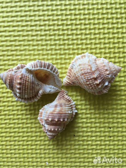 Ракушки, гальки и сувенир из ракушек