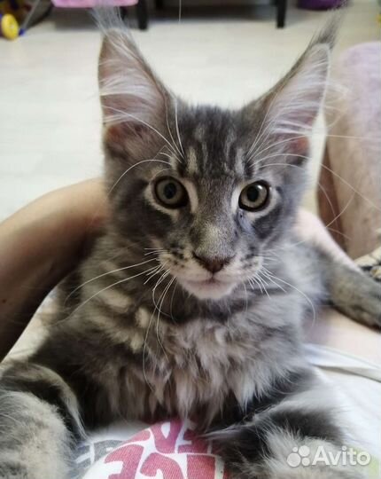 Котята мейн-кун