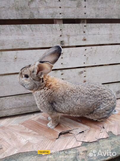 Кролики мясных пород