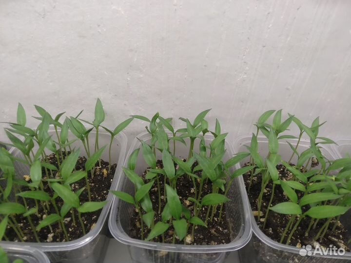 Рассада острого перца