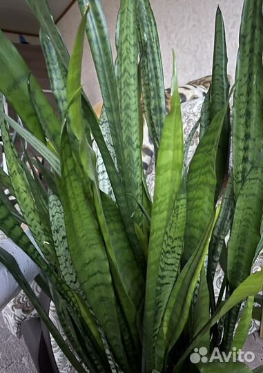 Щучий хвост