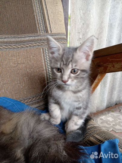 Котята британцы