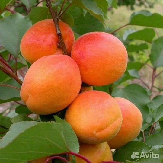 Саденцы плодовых: груши,черешни, яблони, абрикос