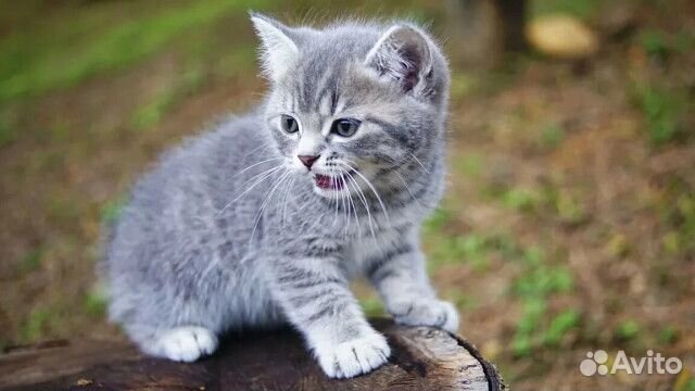Серый котёнок