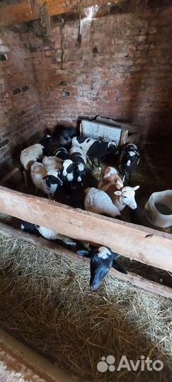 Ягнята дорпер