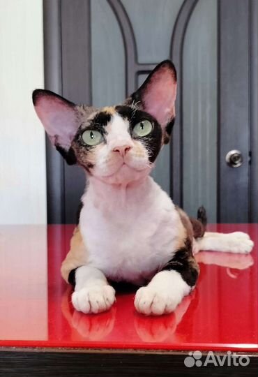 Девон рекс кошка