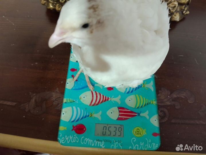 Инкубационные перепелиные яйца