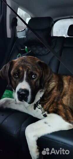 Отдаю метиса алабая Зайчика в дар