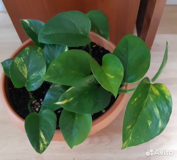 Сциндапсус эпипремнум