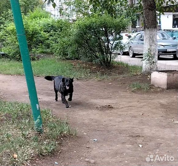 Собака, которая не лает