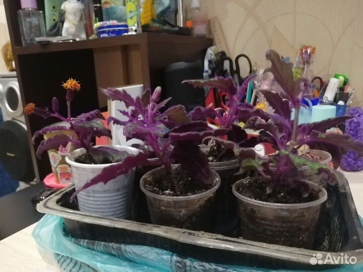 Гинура синяя птица