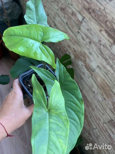 Сингониум и пеперомия