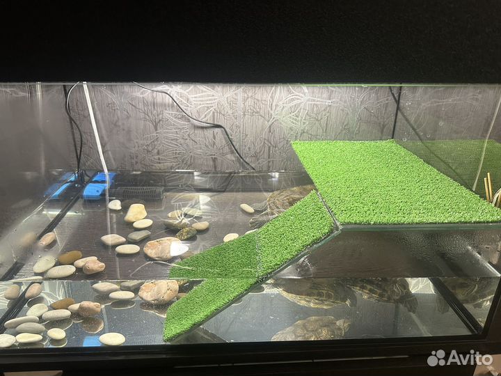 Красноухие черепахи