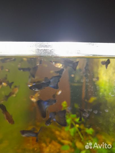 Гуппи синяя Москва